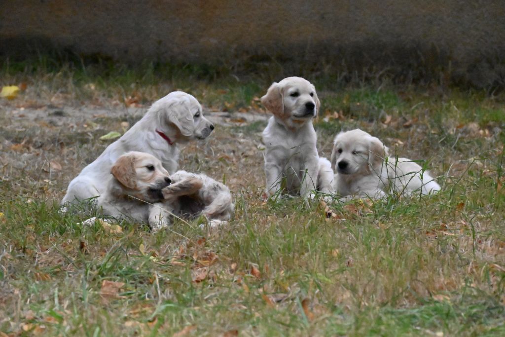 From Coutances With Love - Chiot disponible  - Golden Retriever