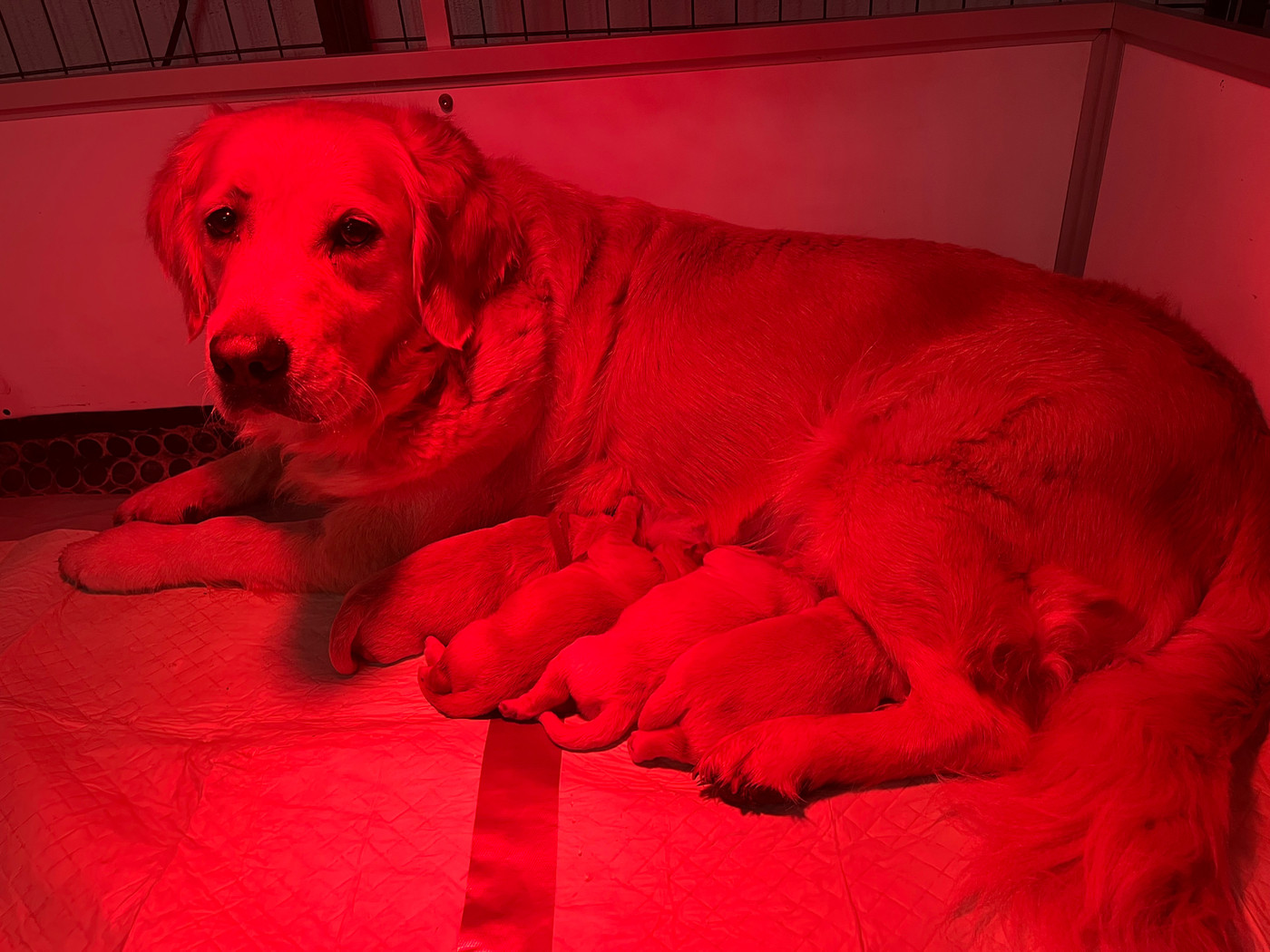 Naissance de 4 beaux bébés