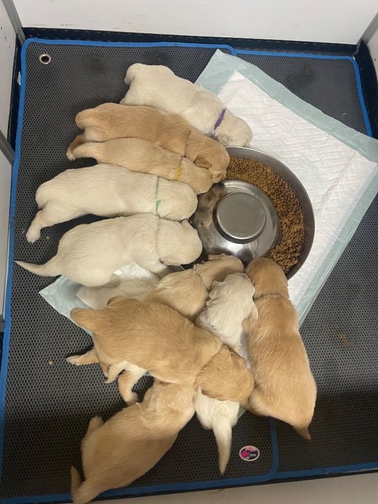 Les bébés commencent à manger des petites croquettes