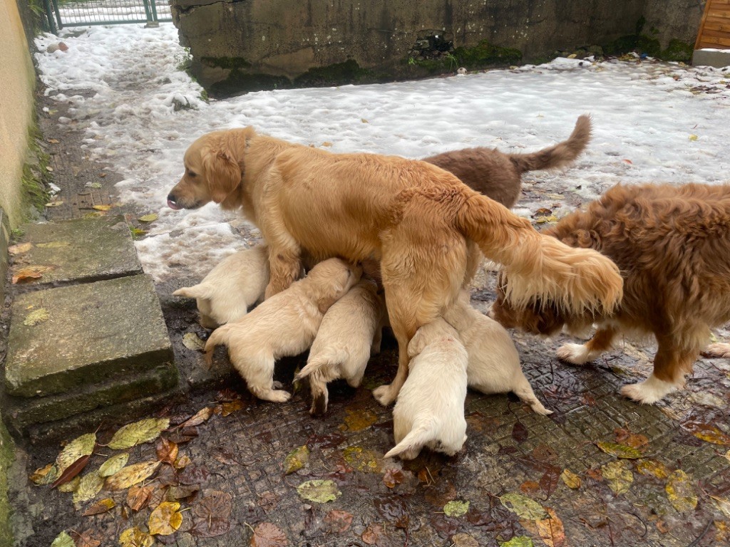 Les chiots découvrent la neige!