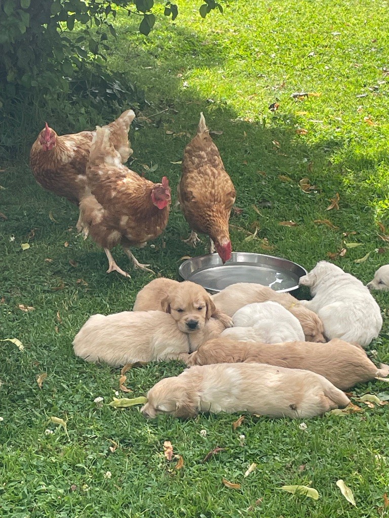 Les chiots commencent à explorer