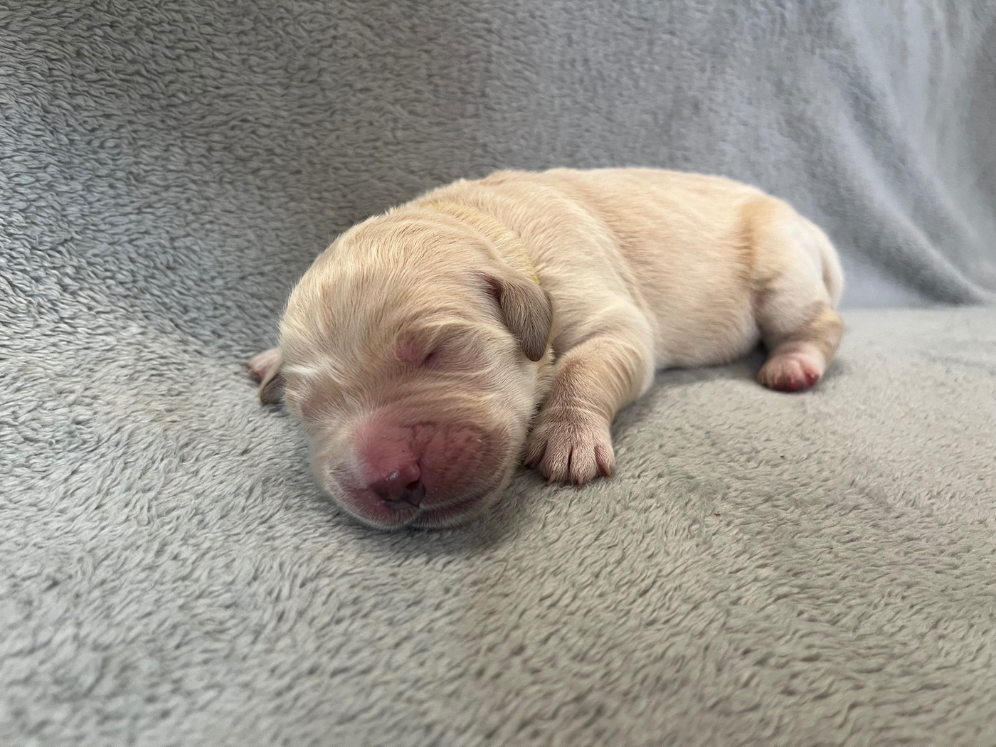 From Coutances With Love - Chiots disponibles - Golden Retriever