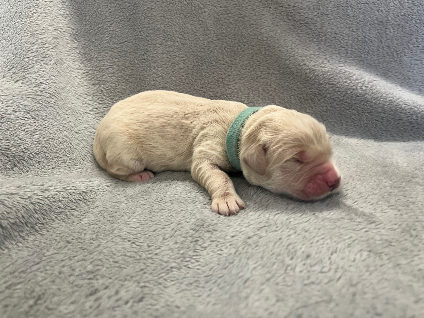 From Coutances With Love - Chiots disponibles - Golden Retriever