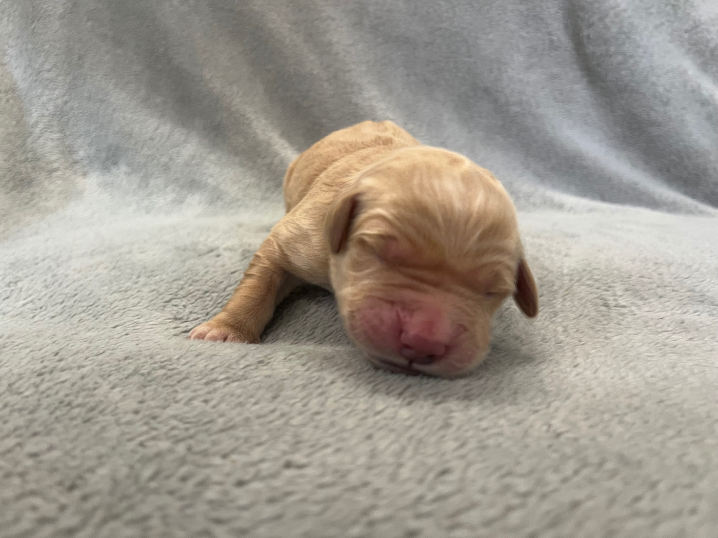 From Coutances With Love - Chiots disponibles - Golden Retriever