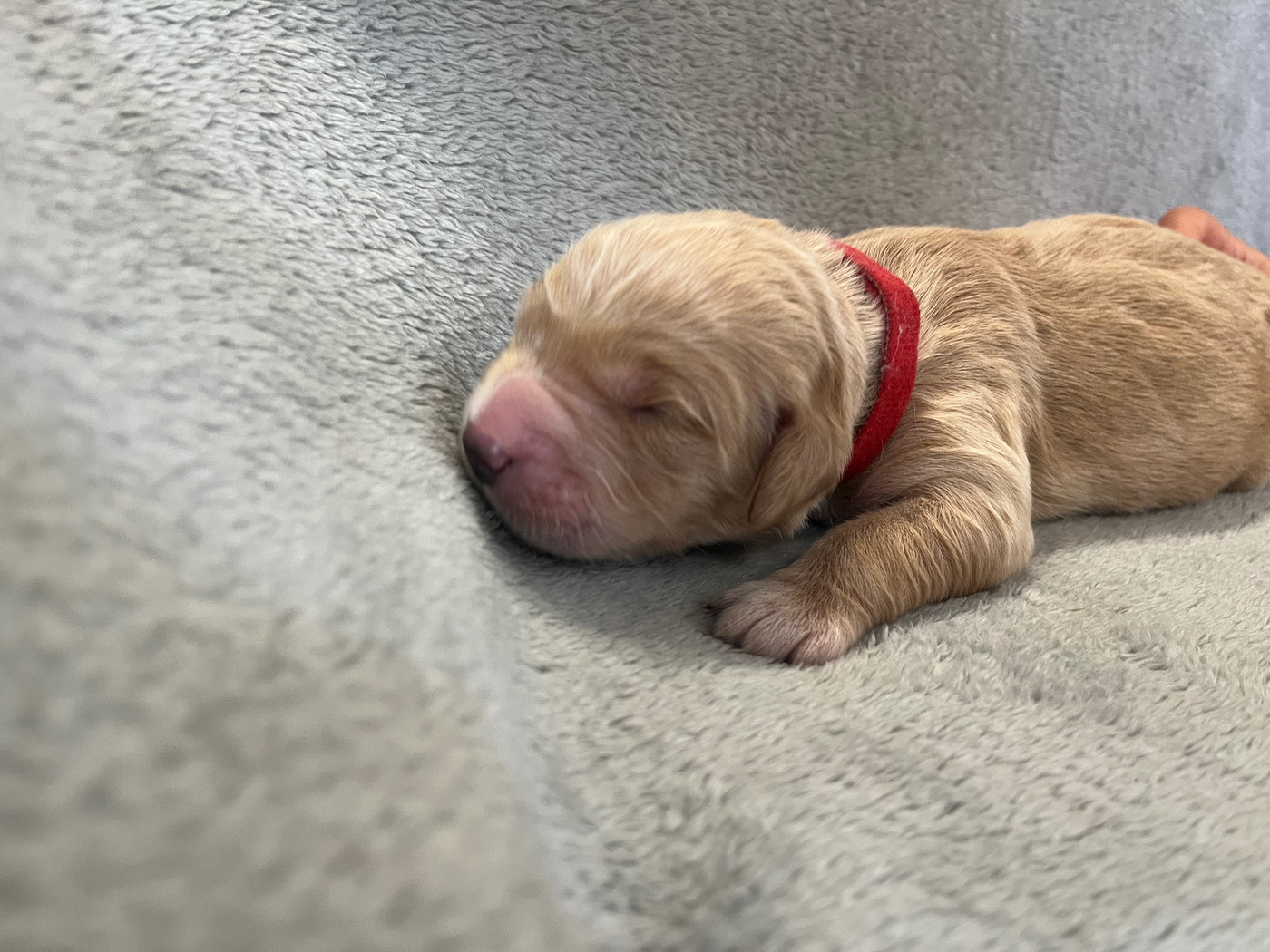 From Coutances With Love - Chiots disponibles - Golden Retriever