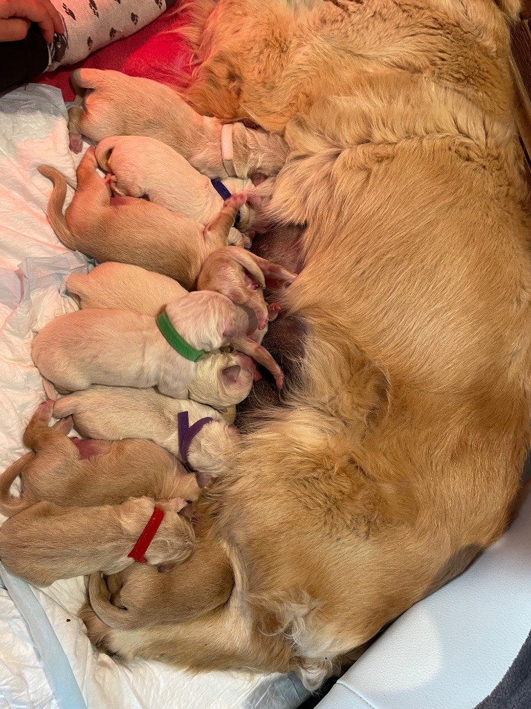 From Coutances With Love - Chiots disponibles - Golden Retriever