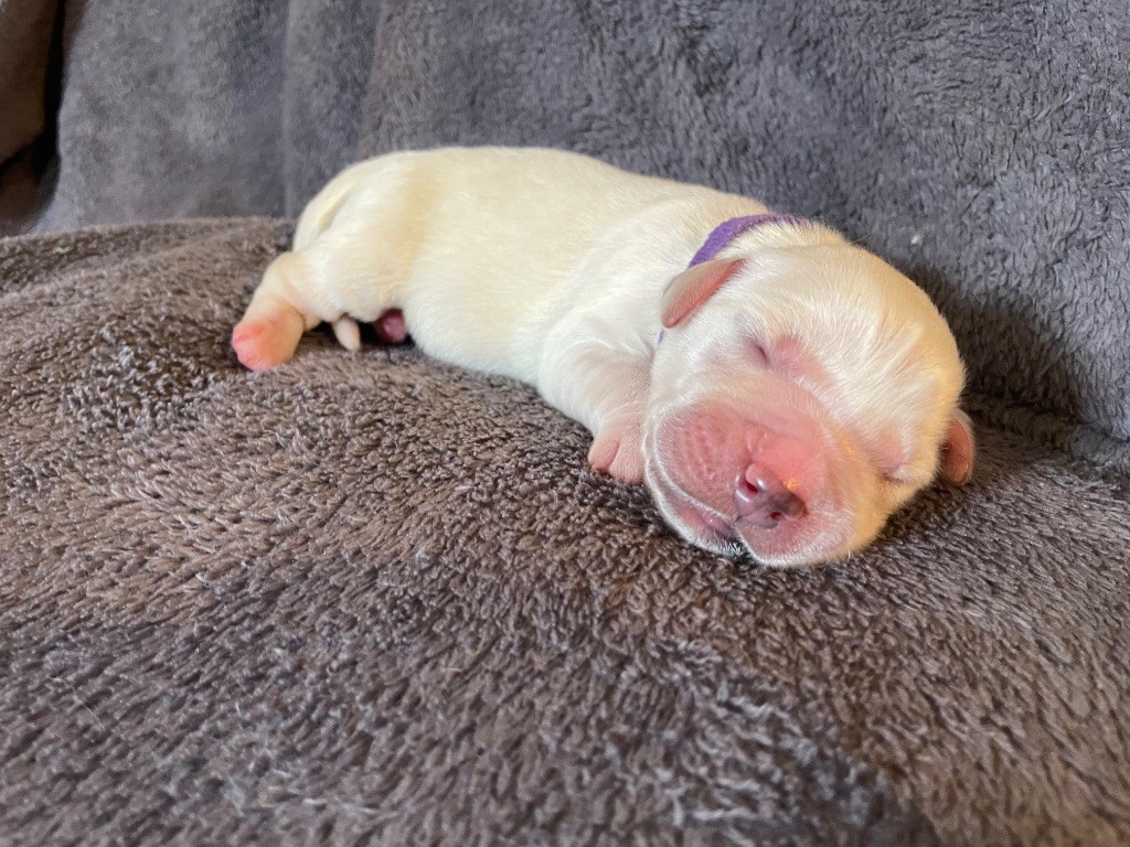 From Coutances With Love - Chiots disponibles - Golden Retriever