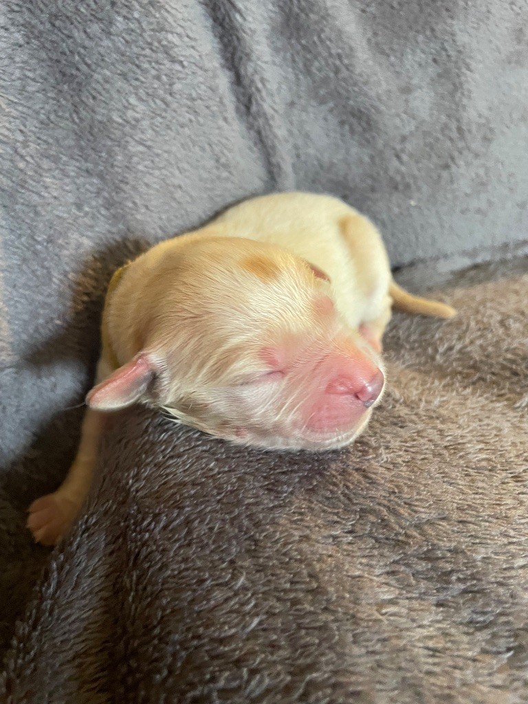 CHIOT collier jaune 