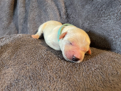 CHIOT collier bleu clair