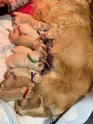 CHIOT M1