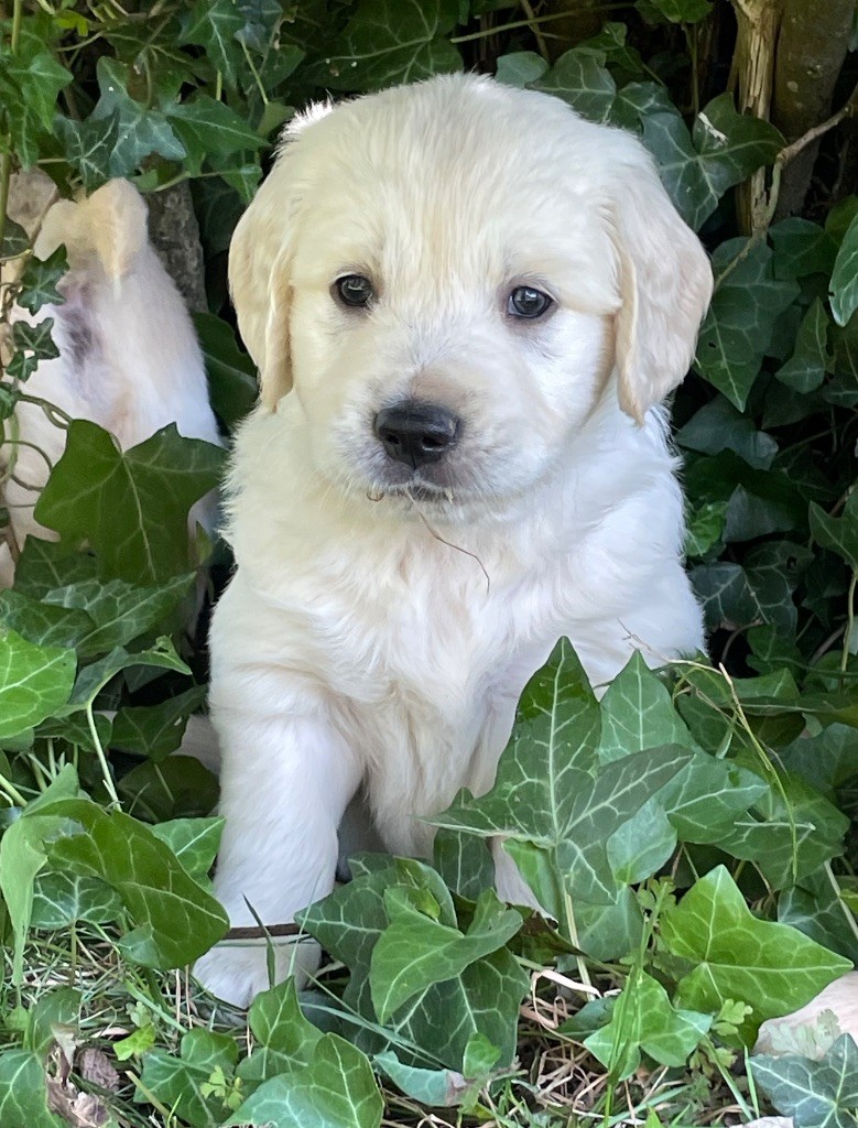 From Coutances With Love - Chiots disponibles - Golden Retriever