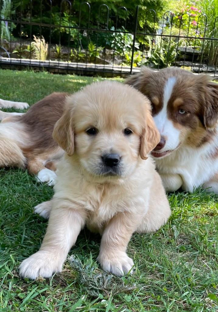 From Coutances With Love - Chiots disponibles - Golden Retriever