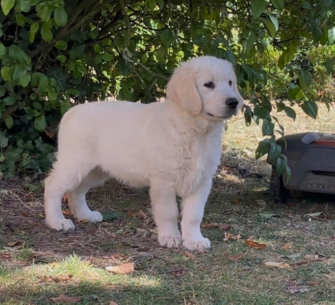 From Coutances With Love - Chiots disponibles - Golden Retriever