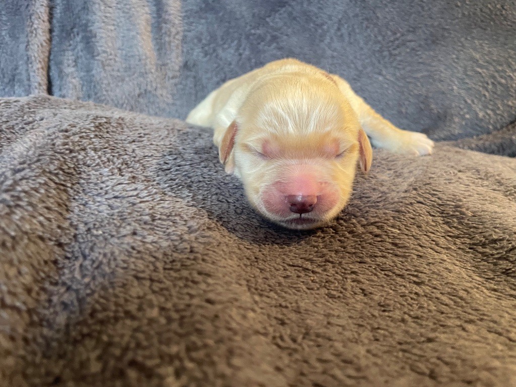 From Coutances With Love - Chiots disponibles - Golden Retriever