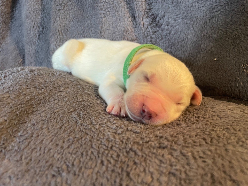 CHIOT collier vert