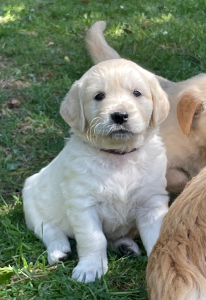 From Coutances With Love - Chiots disponibles - Golden Retriever