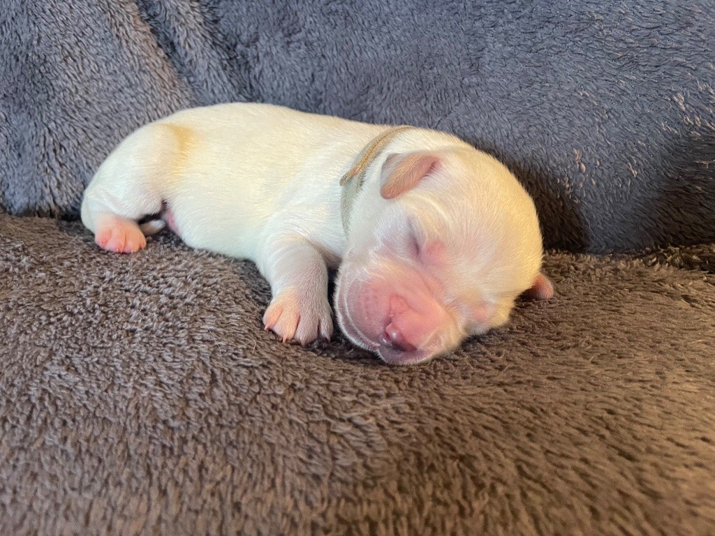 From Coutances With Love - Chiots disponibles - Golden Retriever