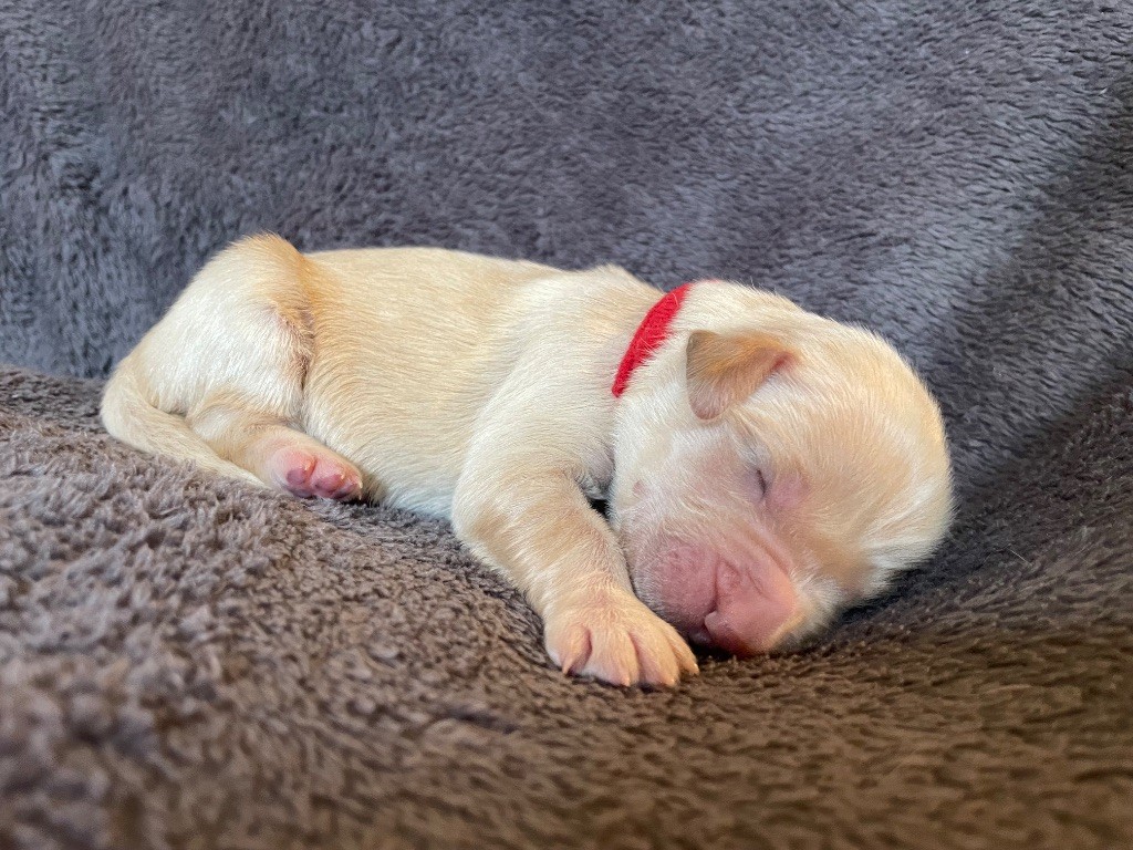 CHIOT collier rouge