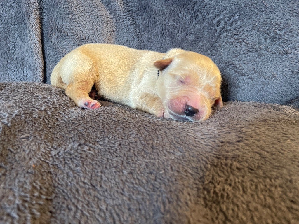 From Coutances With Love - Chiots disponibles - Golden Retriever